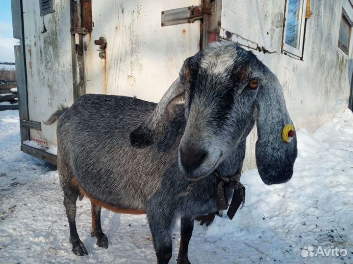 Нубийские козы