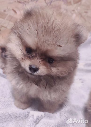 Шпиц померанский