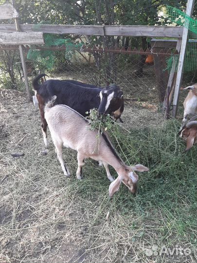 Козочки нубийские