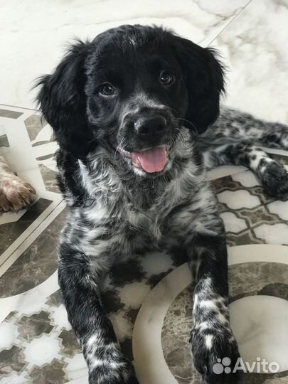 Бретонский эпаньоль