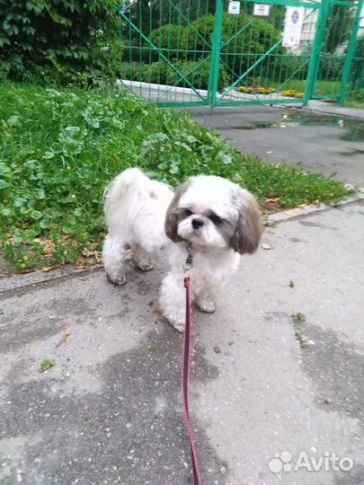 Передержка собак