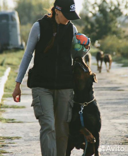 Дрессировка собак, аджилити, хендлинг