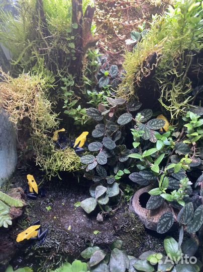 Цитронеллы