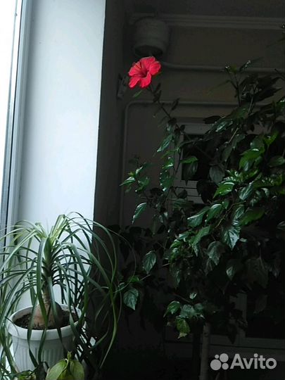 Японский ландыш - офиопогон