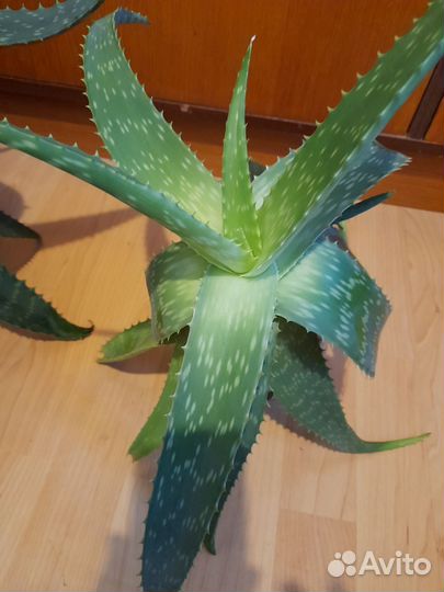 Алоэ вера лечебный