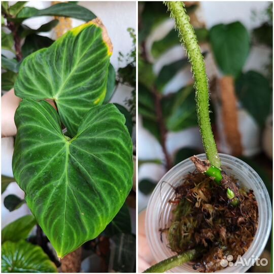 Домашние растения