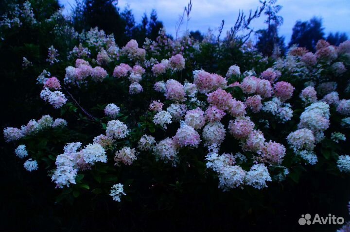 Гортензия метельчатая крупномер