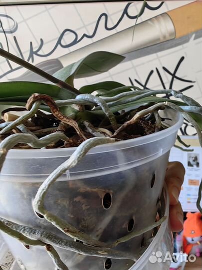 Орхидея Кинг кар далматин