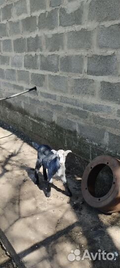 Козлик Ла-Манча-Англо Нубиец