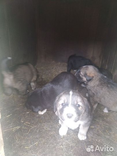 Щенки алабая