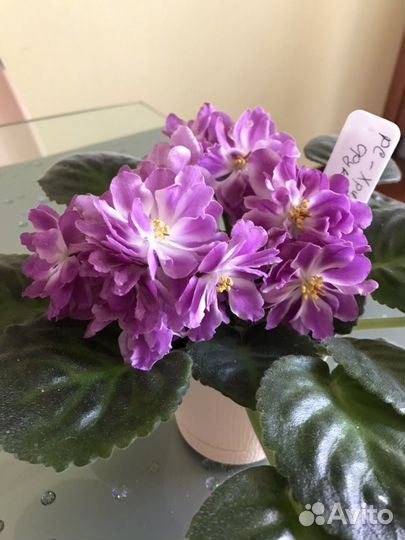 Сортовые фиалки