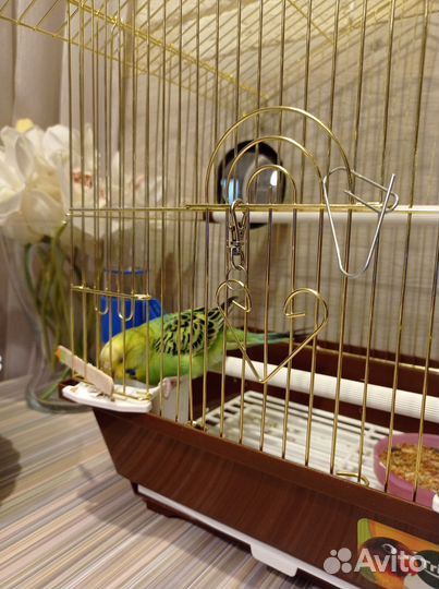 Попугай с клеткой