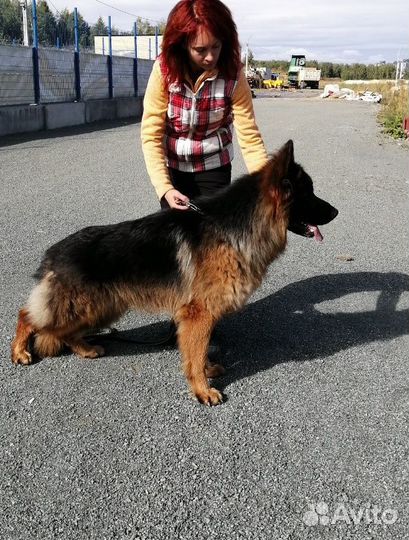 Вязка немецкая длинношерстная овчарка (кобель)