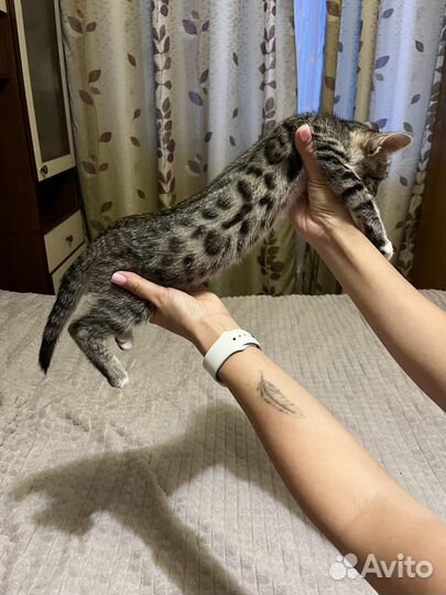 Бенгальский котенок девочка