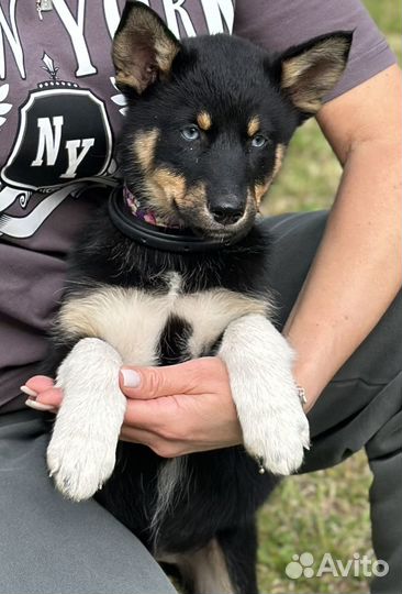 Отдам красивых щенков в добрые руки