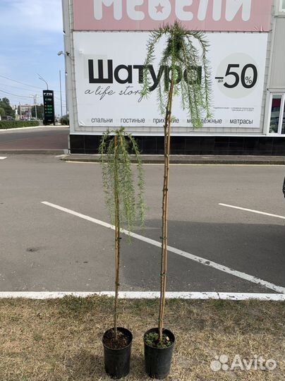 Ива Клен лиственница на штамбе