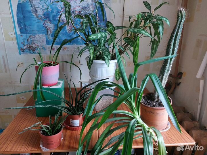 Алое, кактус, амарилис, аглоанема,цилиндрика, Юкка