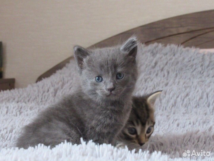 Котята в добрые руки бесплатно