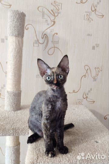 Девон-рекс кошечка