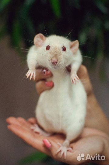 Крыса домашняя