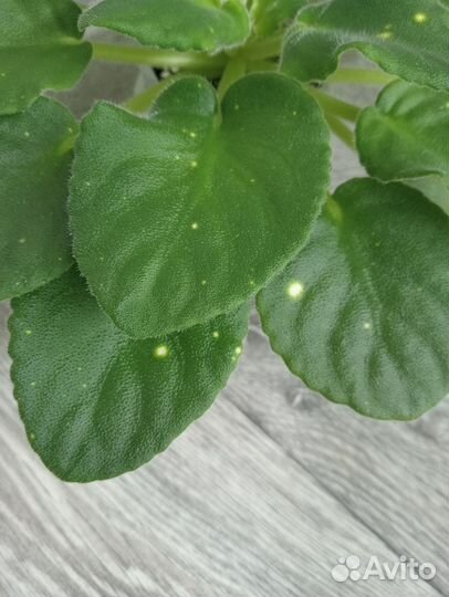 Фиалка шн-Космическая фея