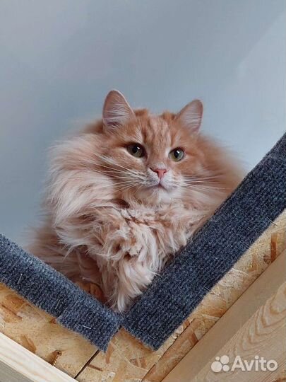 Кот Фёдор
