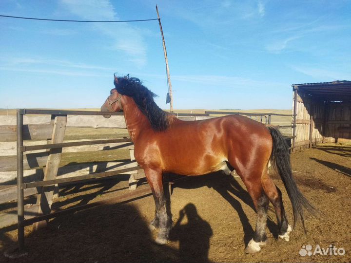 Жеребец полутяж