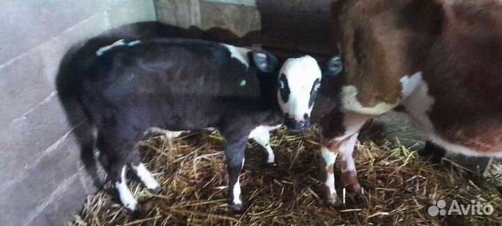 Бычок и тёлочка