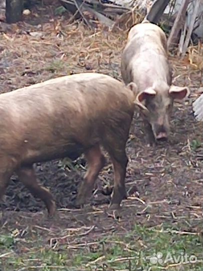 Продам хряка