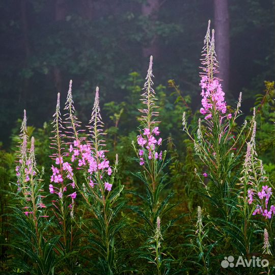 Иван-чай (кипрей) узколистный, семена
