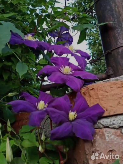 Саженцы клематиса