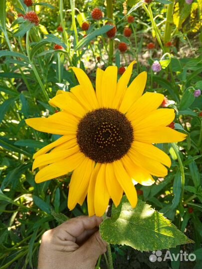 Декоративные подсолнухи