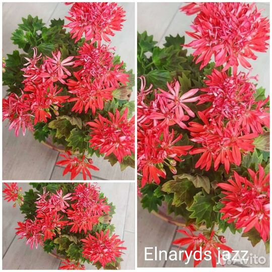 Пеларгония герань 6 сортов