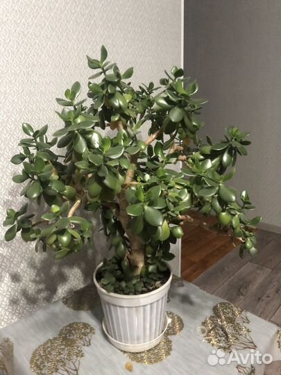 Толстянка, денежное дерево