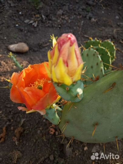 Кактус опунция уличный