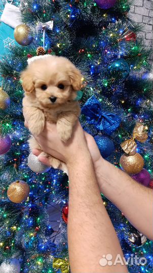 Щенки Pomapoo(помапу)