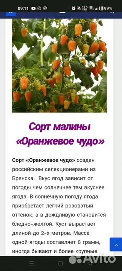 Ремонтантная малина Оранжевое чудо саженцы