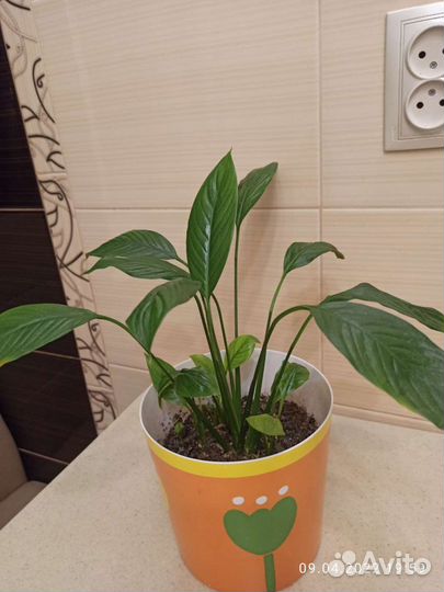 Триптих. Спатифиллум, декабрист, хлорофитум