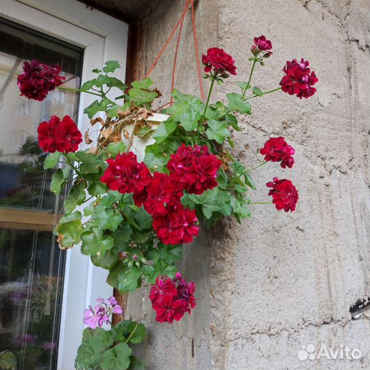 Пеларгонии сортовые, маточники и срезом
