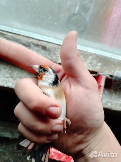 Певчие птицы