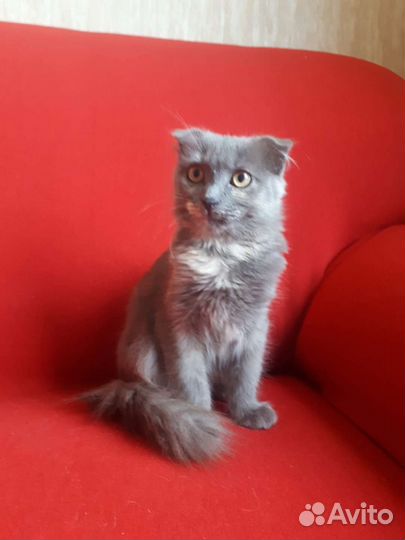 Вислоухий котенок мальчик