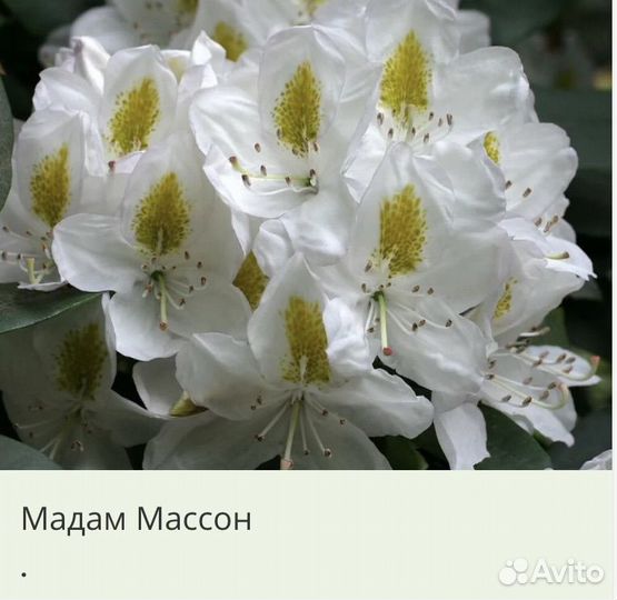 Рододендрон