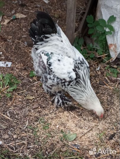 Петух брама Колумбийский