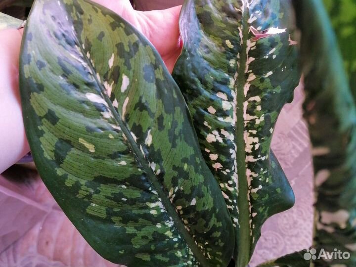 Диффенбахия Шкура Дракона