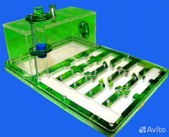 Муравьиная ферма с муравьями матка + 50 муравьев