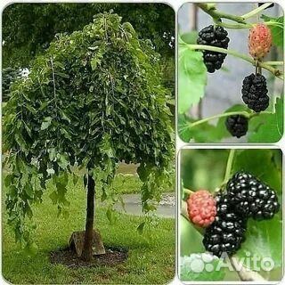 Шелковица плакучая на штамбе