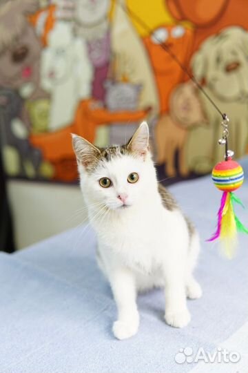 Котик в добрые руки