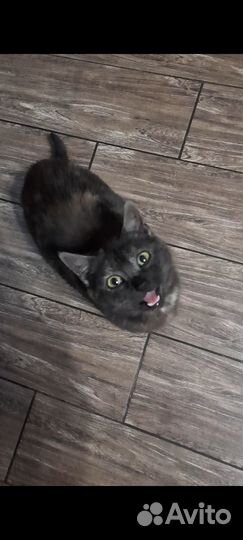 Кошечка в добрые руки