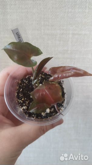 Сингониум шоколадный