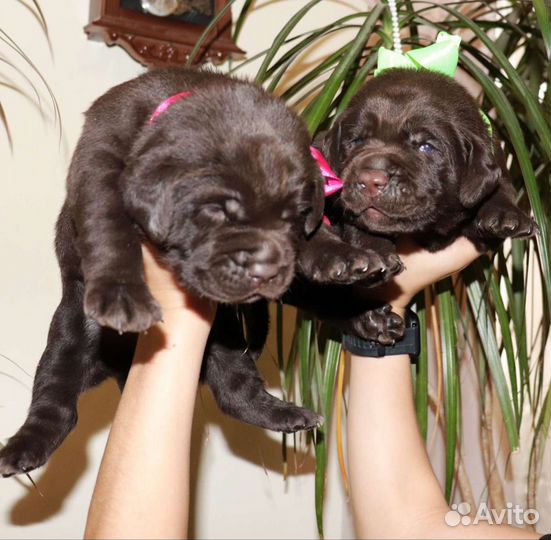 Лабрадор шоколад